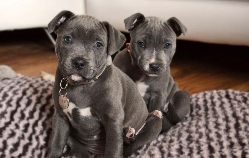 Staffordshire Bull Terrier puppies for sale in Salford, Greater Manchester – KC registered, 9 months old - Image 3 of 13