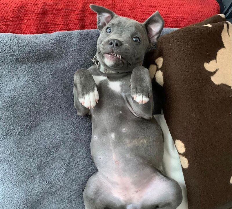 2 Staffordshire bull terrier puppies for sale in Salford, Greater Manchester | Image 4