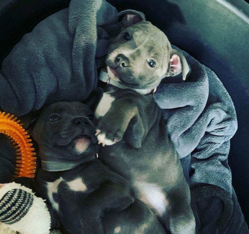 Staffordshire Bull Terrier puppies for sale in Salford, Greater Manchester – KC registered, 9 months old - Image 5 of 13