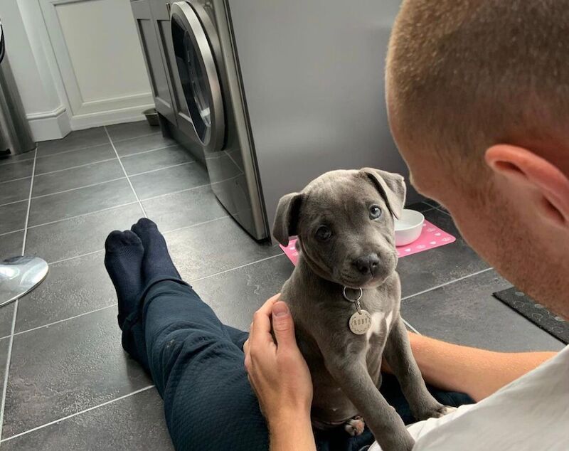 Staffordshire Bull Terrier puppies for sale in Salford, Greater Manchester – KC registered, 9 months old - Image 6 of 13