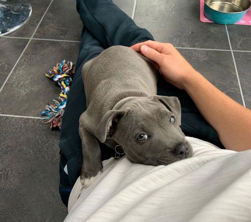 Staffordshire Bull Terrier puppies for sale in Salford, Greater Manchester – KC registered, 9 months old - Image 7 of 13