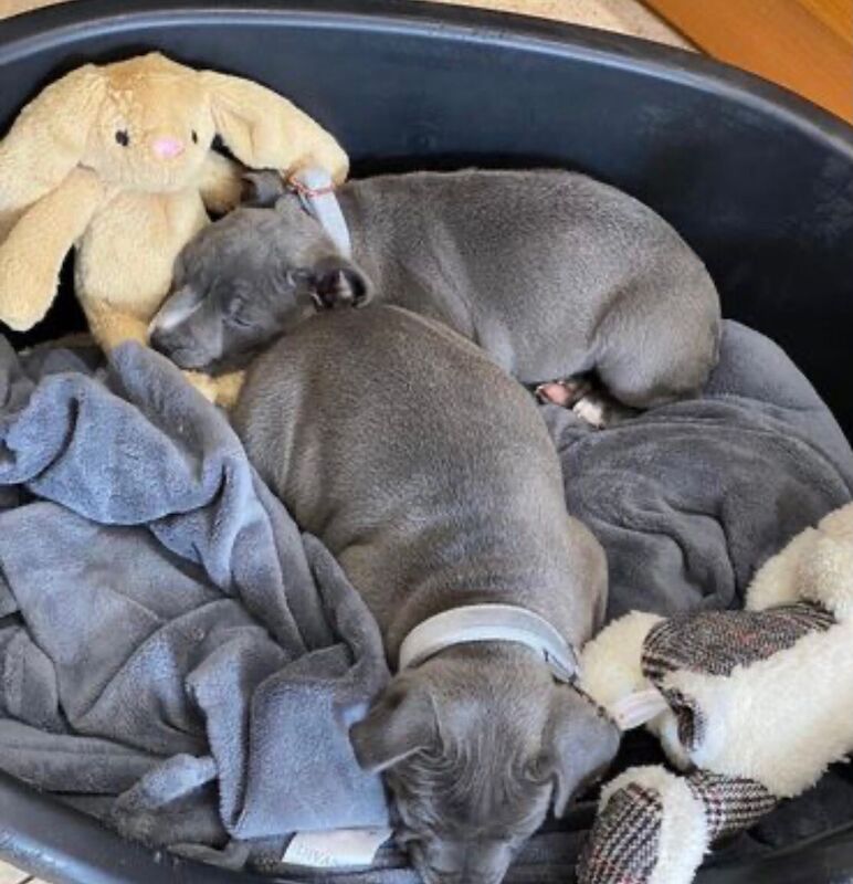 Staffordshire Bull Terrier puppies for sale in Salford, Greater Manchester – KC registered, 9 months old - Image 8 of 13