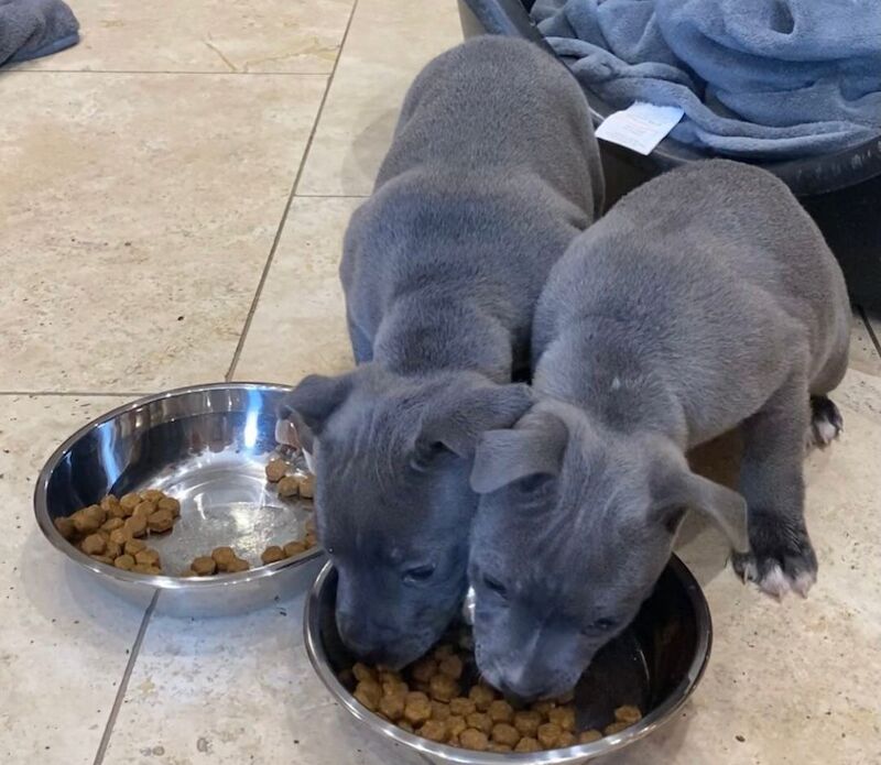 Staffordshire Bull Terrier puppies for sale in Salford, Greater Manchester – KC registered, 9 months old - Image 9 of 13