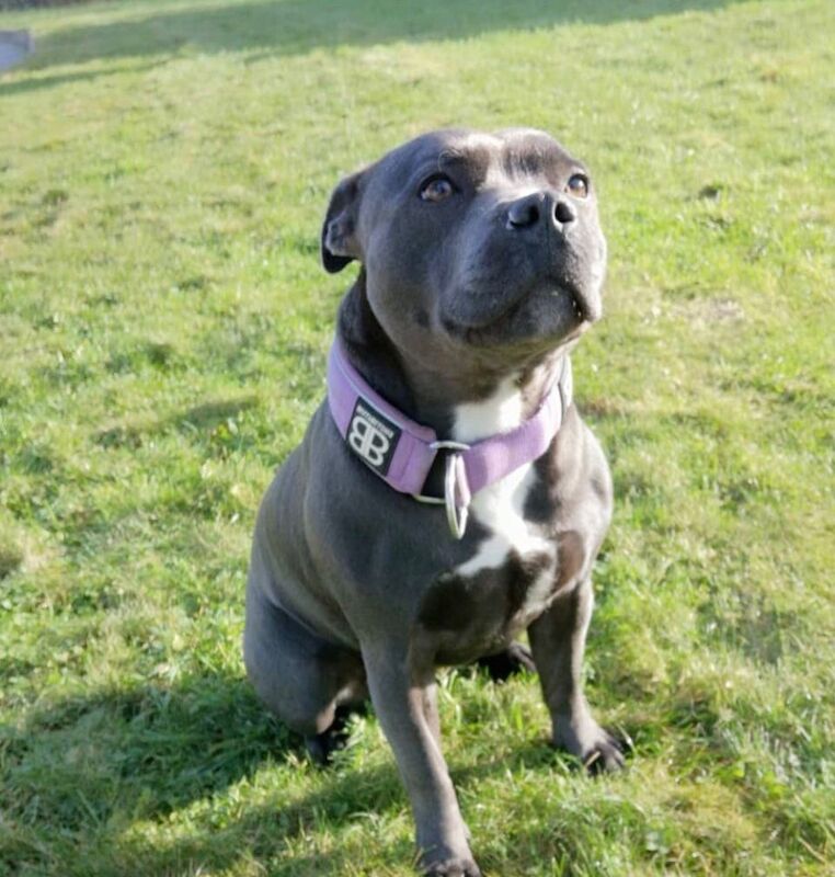 Staffordshire Bull Terrier puppies for sale in Salford, Greater Manchester – KC registered, 9 months old - Image 10 of 13