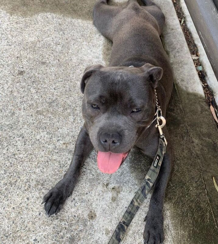 Staffordshire Bull Terrier puppies for sale in Salford, Greater Manchester – KC registered, 9 months old - Image 11 of 13