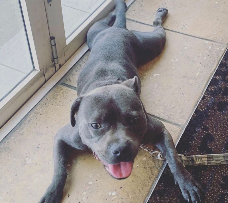 Staffordshire Bull Terrier puppies for sale in Salford, Greater Manchester – KC registered, 9 months old - Image 12 of 13