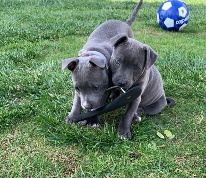 Staffordshire Bull Terrier puppies for sale in Salford, Greater Manchester – KC registered, 9 months old - Image 13 of 13