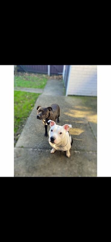 Staffordshire Bull Terrier puppies for sale in Durham, County Durham – 6 years old - Image 1 of 3