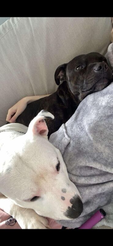 Staffordshire Bull Terrier puppies for sale in Durham, County Durham – 6 years old - Image 2 of 3