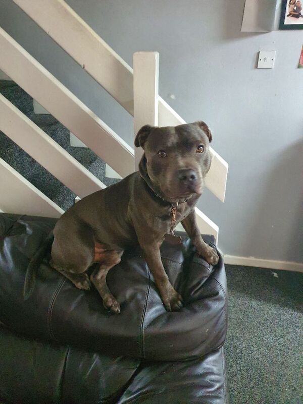 Staffordshire Bull Terrier puppies for sale in Hadfield, Derbyshire – 2 years old - Image 2 of 4