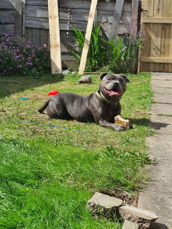 Staffordshire Bull Terrier puppies for sale in Hadfield, Derbyshire – 2 years old - Image 3 of 4