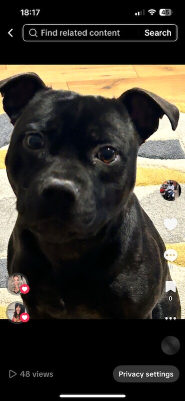 Staffordshire Bull Terrier puppies for sale in Havant, Hampshire – 2 years old