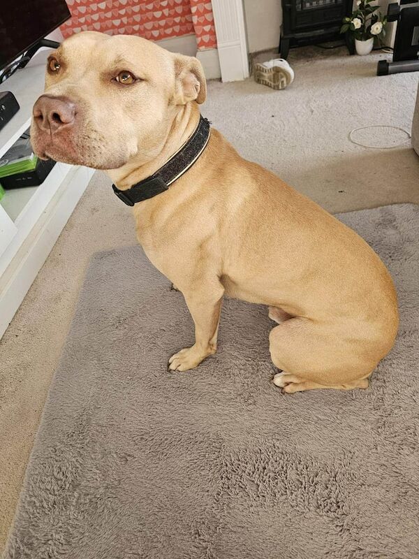 2 year old Irish Staff for sale in Chatham, Kent