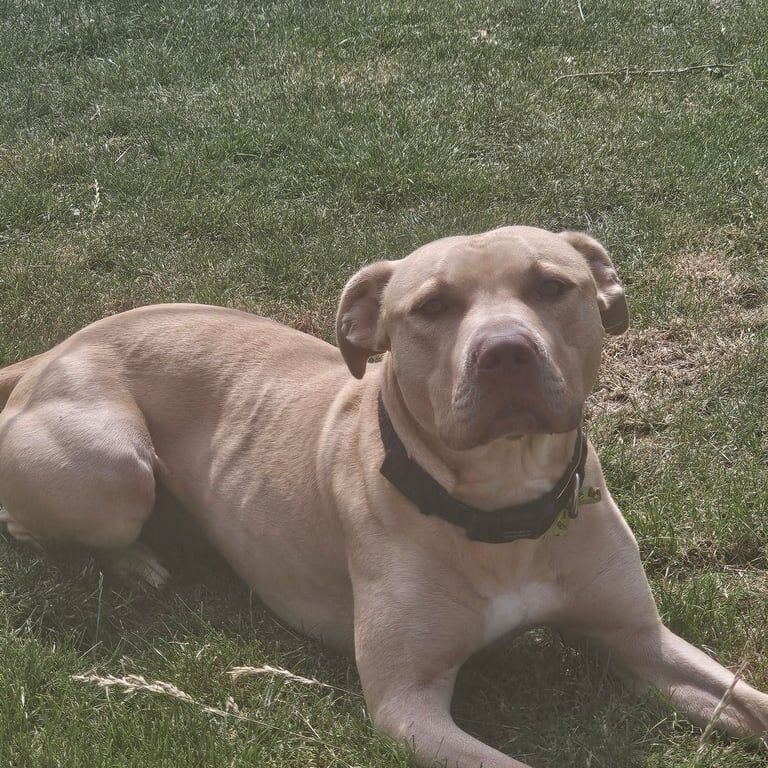 2 year old Irish Staff for sale in Chatham, Kent