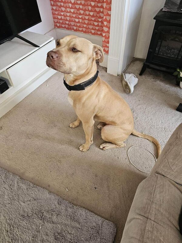 Staffordshire Bull Terrier puppies for sale in Chatham, Kent – 2 years old - Image 2 of 3