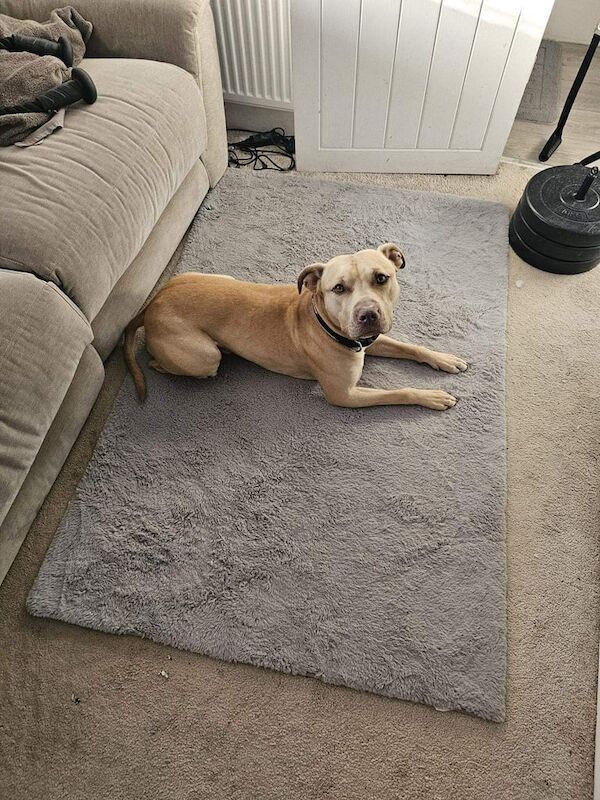 Staffordshire Bull Terrier puppies for sale in Chatham, Kent – 2 years old - Image 3 of 3