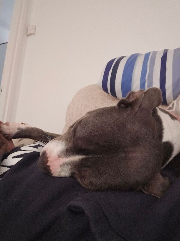 Staffordshire Bull Terrier puppies for sale in Stockton-on-Tees, Durham – 1 year old