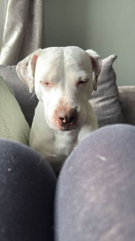 Staffordshire Bull Terrier puppies for sale in Billingham, County Durham – 2 years old