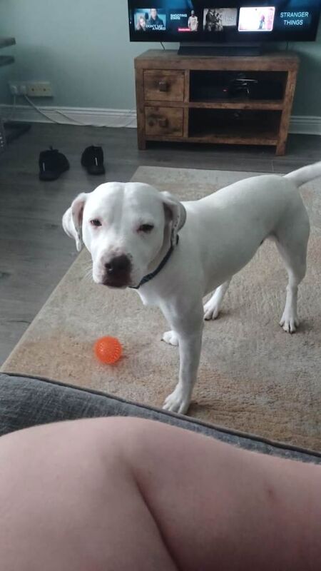 2 year old staffy cross - Image 2 of 3
