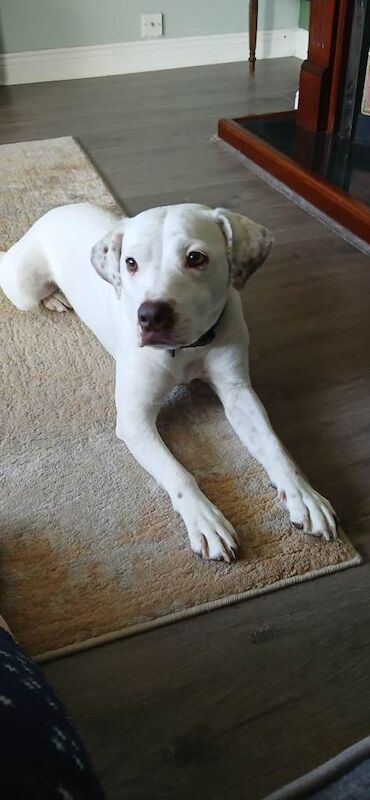 2 year old staffy cross - Image 3 of 3
