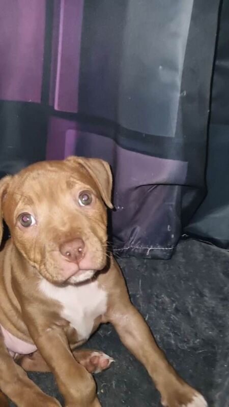Staffordshire Bull Terrier puppies for sale in Sutton in Ashfield, Nottinghamshire – 7 weeks old - Image 2 of 3