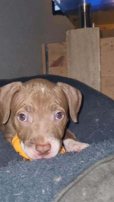 Staffordshire Bull Terrier puppies for sale in Sutton in Ashfield, Nottinghamshire – 7 weeks old - Image 3 of 3