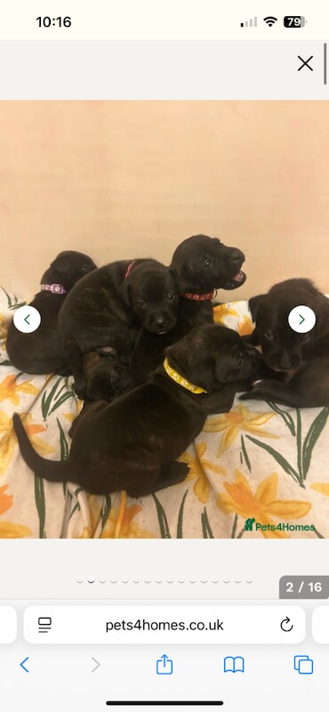 Staffordshire Bull Terrier puppies for sale in Beccles, Suffolk – 5 weeks old