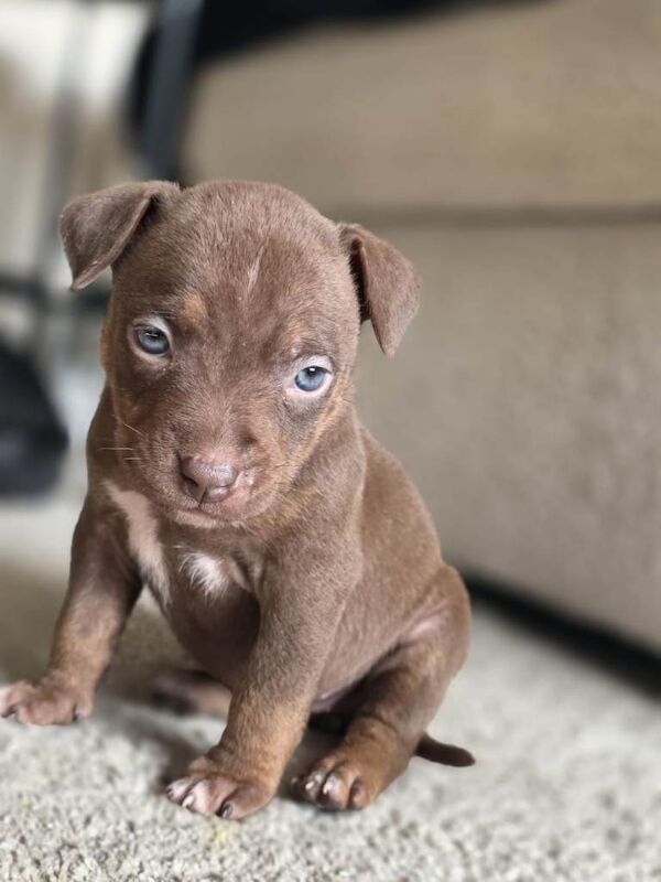Staffordshire Bull Terrier Puppies For Sale Under £1,000