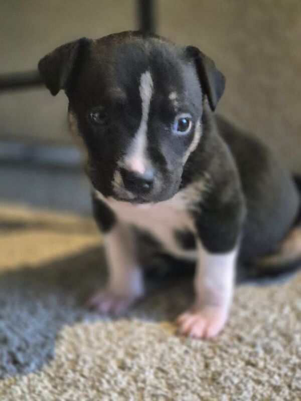 3 beautiful pups - Image 2 of 3