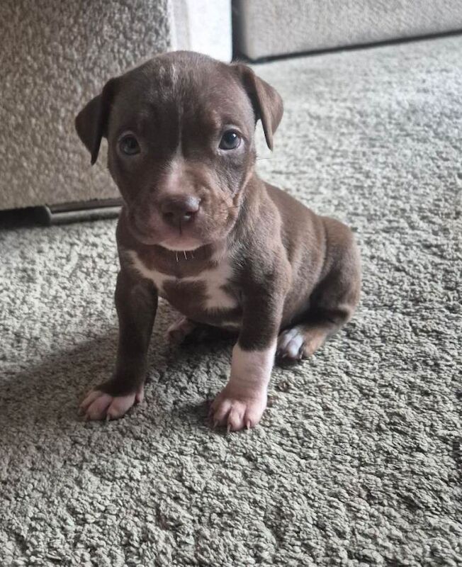 3 beautiful pups - Image 3 of 3