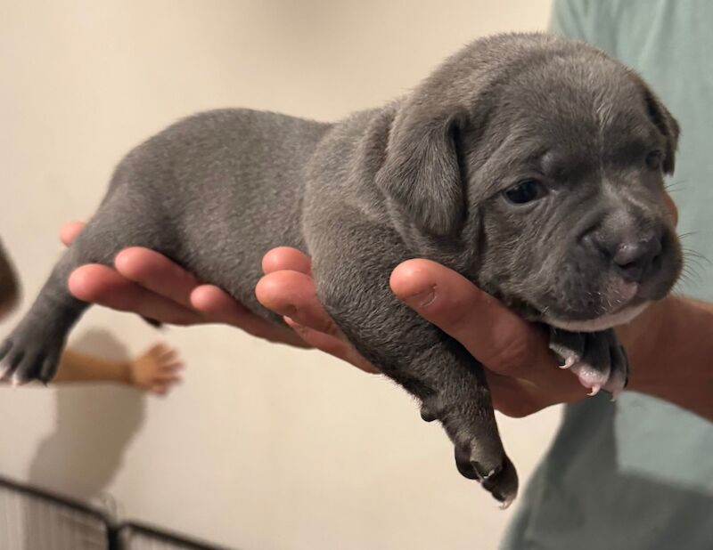 Staffordshire Bull Terrier puppies for sale in Portishead, Somerset – KC registered, 7 months old - Image 5 of 12