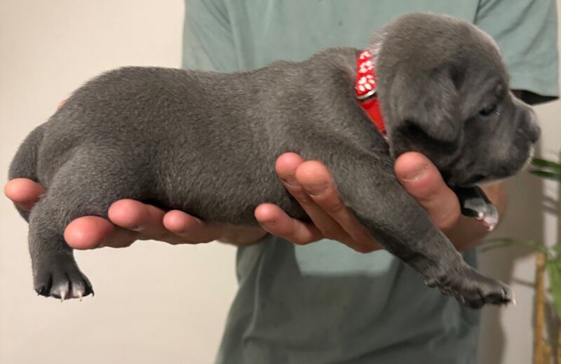 Staffordshire Bull Terrier puppies for sale in Portishead, Somerset – KC registered, 7 months old - Image 6 of 12