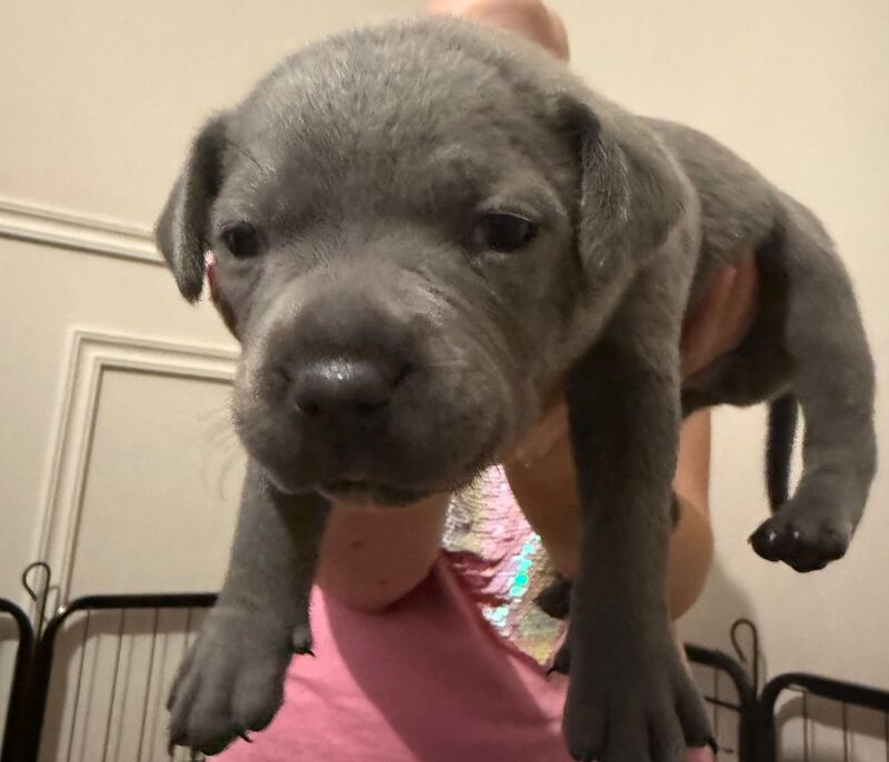 3 beautiful staffy puppies looking for there forever homes for sale in Portishead, Somerset - Image 10
