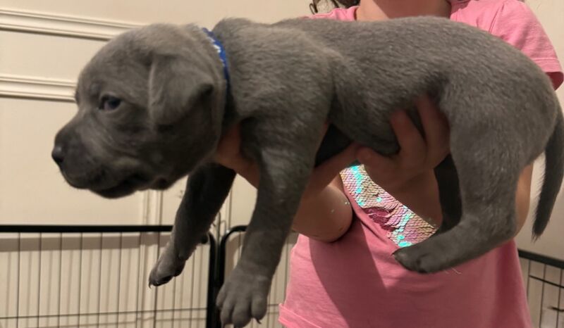 3 beautiful staffy puppies looking for there forever homes for sale in Portishead, Somerset - Image 11