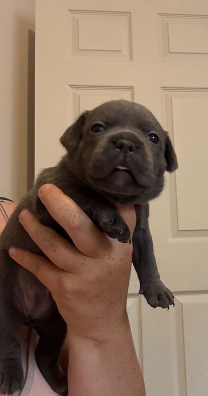 Staffordshire Bull Terrier puppies for sale in Portishead, Somerset – KC registered, 7 months old - Image 7 of 12