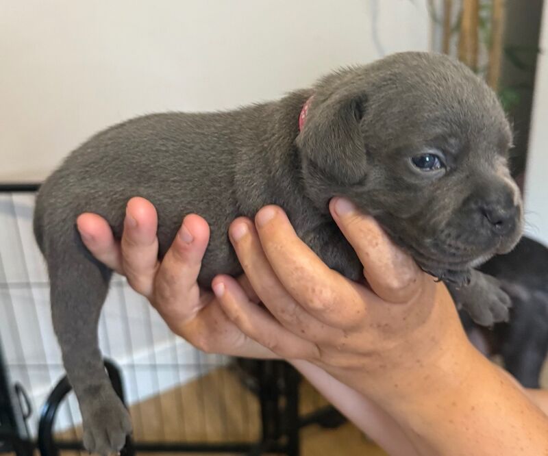 Staffordshire Bull Terrier puppies for sale in Portishead, Somerset – KC registered, 7 months old - Image 8 of 12