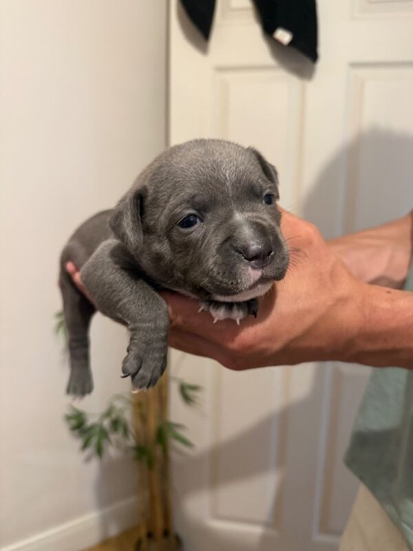 Staffordshire Bull Terrier puppies for sale in Portishead, Somerset – KC registered, 7 months old - Image 9 of 12
