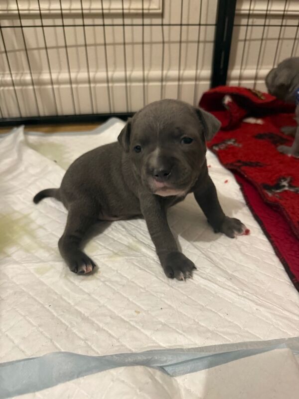 Staffordshire Bull Terrier puppies for sale in Portishead, Somerset – KC registered, 7 months old - Image 10 of 12