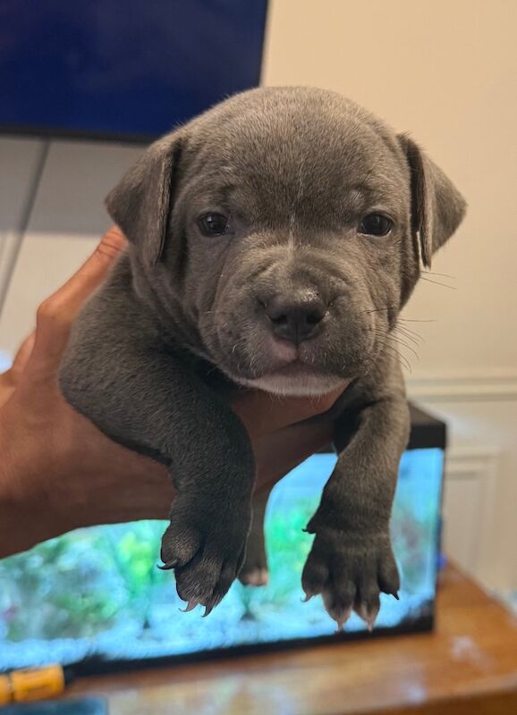 Staffordshire Bull Terrier puppies for sale in Portishead, Somerset – KC registered, 7 months old - Image 11 of 12