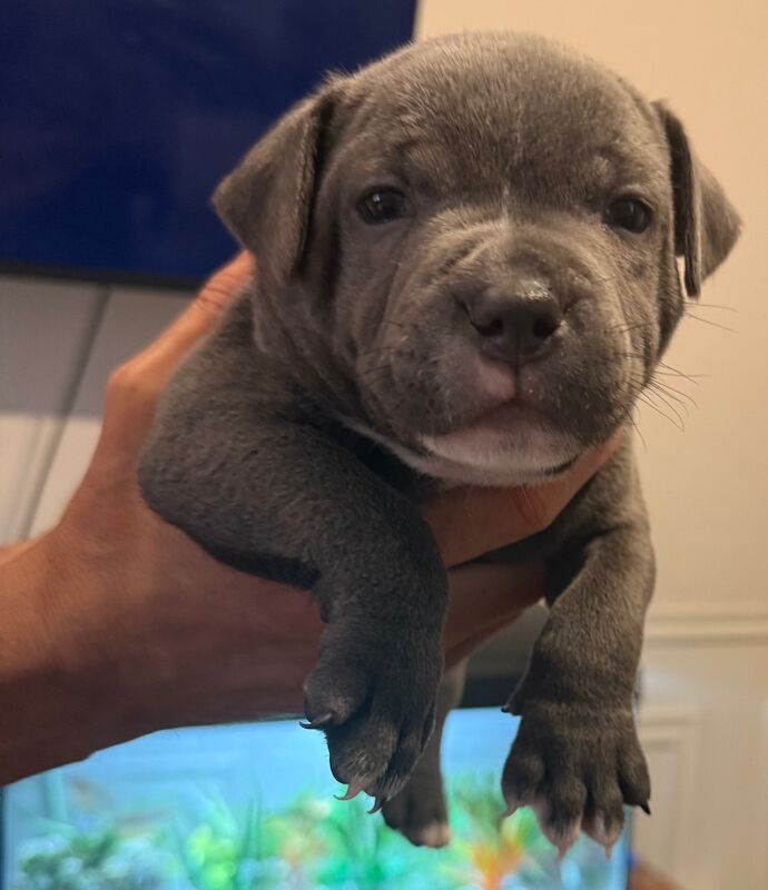 Staffordshire Bull Terrier puppies for sale in Portishead, Somerset – KC registered, 7 months old - Image 12 of 12