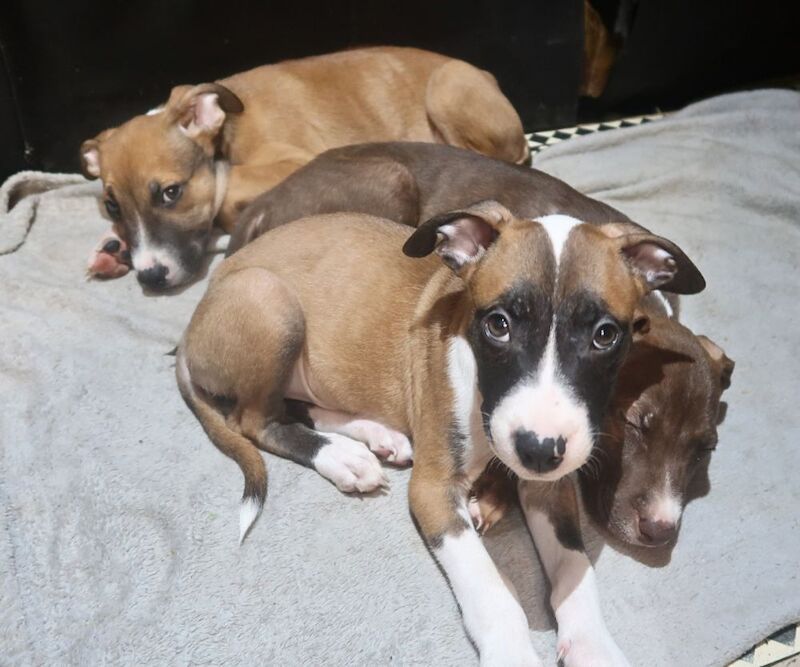 Staffordshire Bull Terrier Puppies For Sale Under £1,000