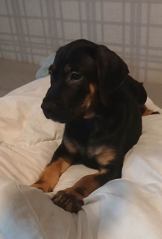 3 staffy x irish setter pupies £500