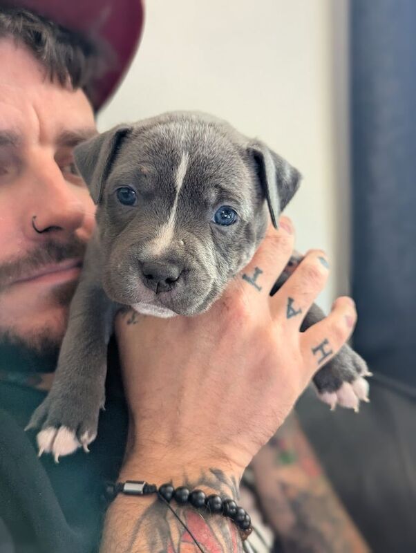 Staffordshire Bull Terrier puppies for sale in Faversham, Kent – KC registered, 4 weeks old