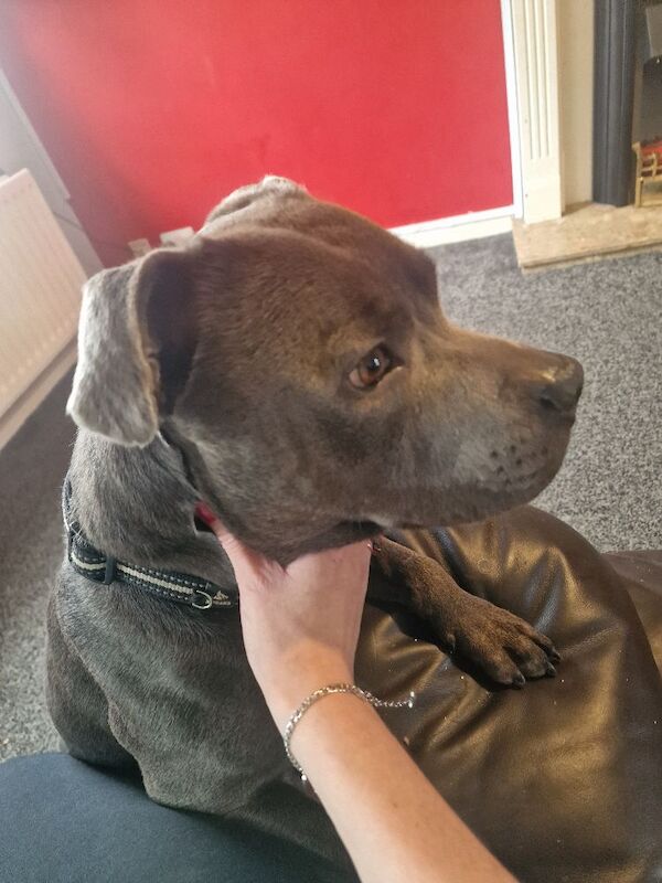 3 year old blue staffie rio needs a home ASAP - Image 3 of 7