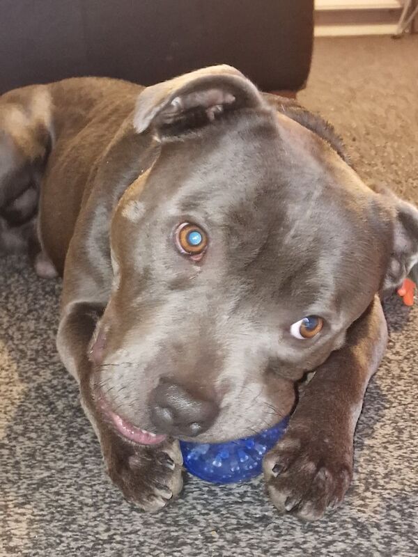 3 year old blue staffie rio needs a home ASAP - Image 4 of 7