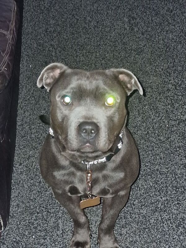 3 year old blue staffie rio needs a home ASAP - Image 5 of 7