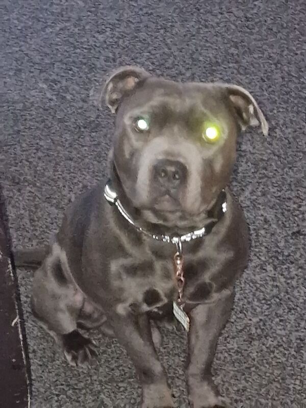 3 year old blue staffie rio needs a home ASAP - Image 7 of 7