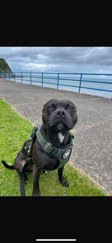 Kennel Club Registered Staffordshire Bull Terrier Puppies For Sale