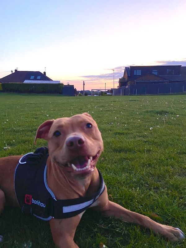 3 year old staff cross looking for forever home for sale in Shaw, Greater Manchester