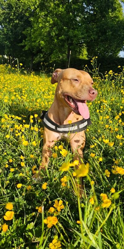 3 year old staff cross looking for forever home for sale in Shaw, Greater Manchester | Image 2